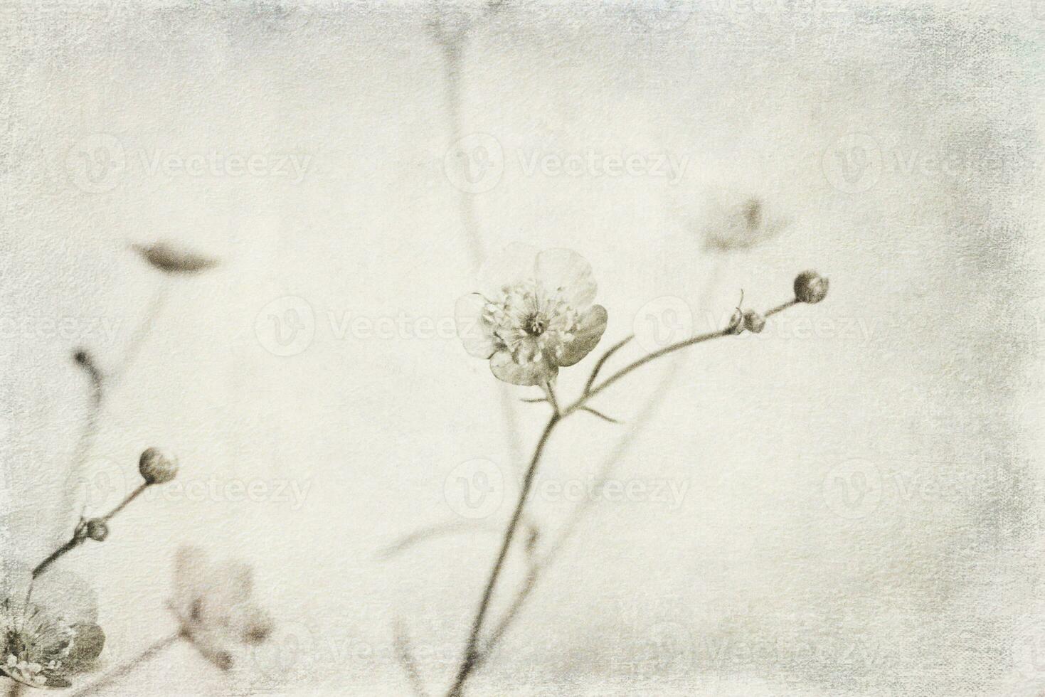 small original delicate free field flowers on a light background photo