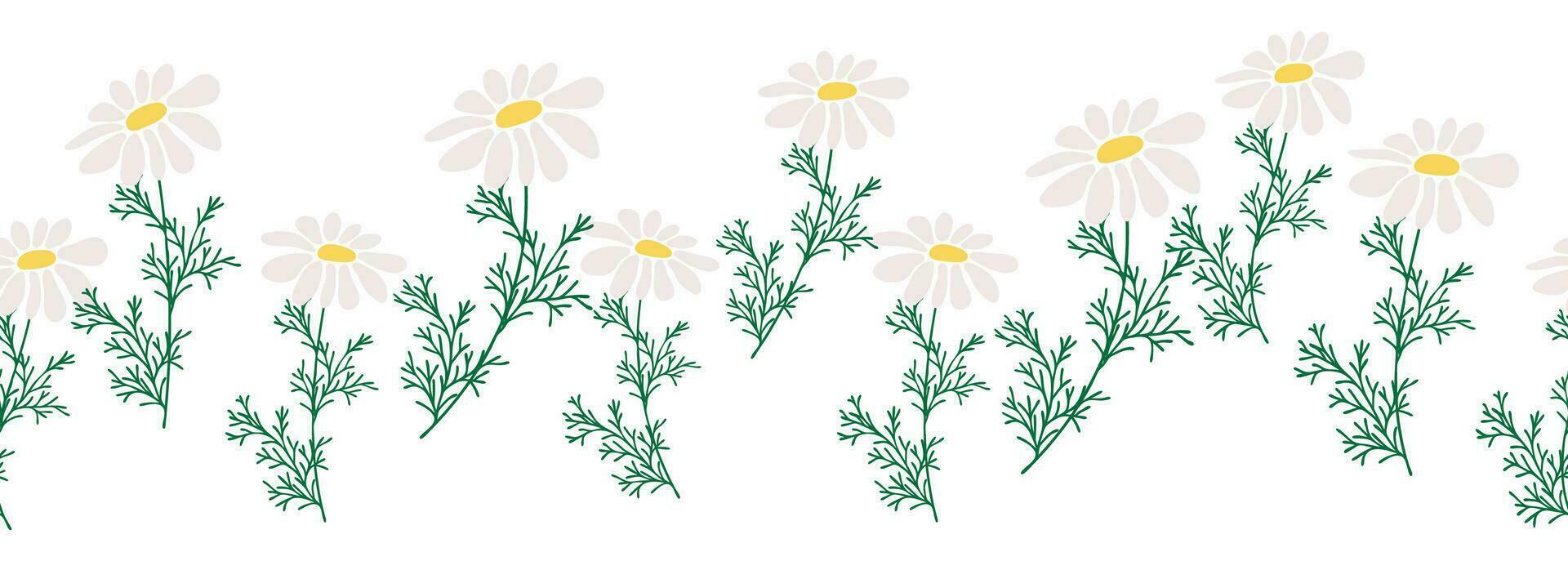 Chamomile horizontal border seamless pattern vector