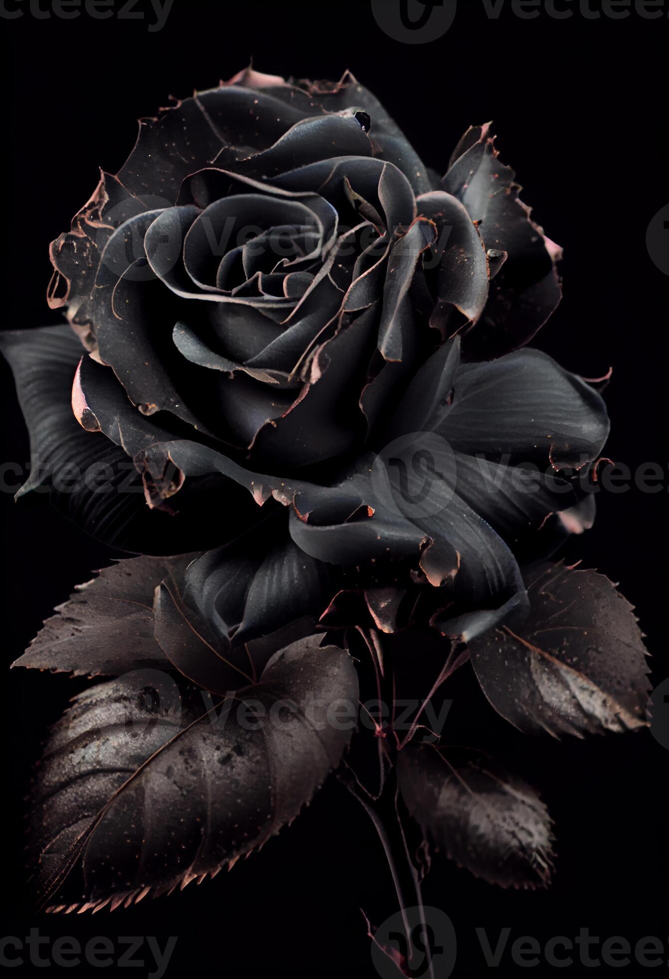 Photo black rose flower close up dark roses background. AI Generated  25470401 Stock Photo at Vecteezy