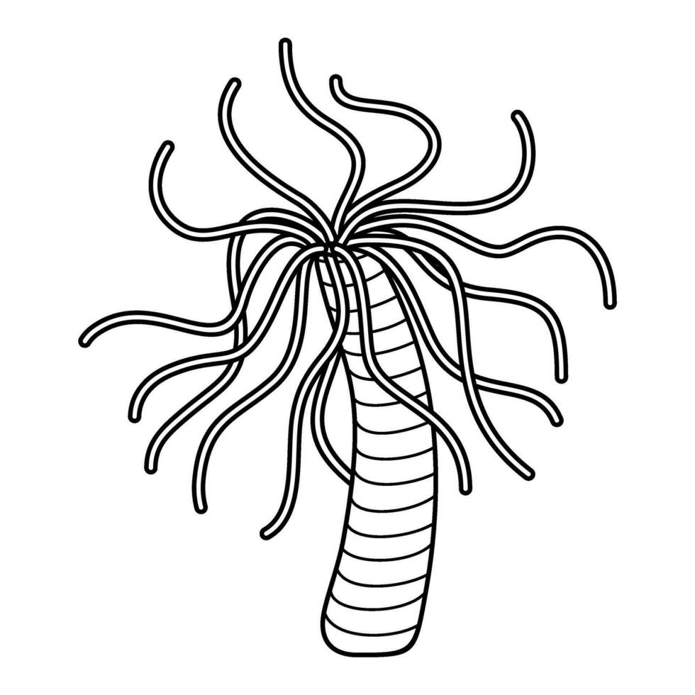 Sketch actinia. Isolated vector outline black and white sea anemone.
