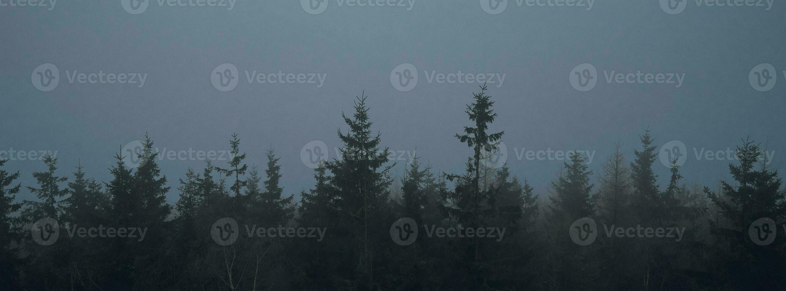 Pine tree forest silhouette with fog photo