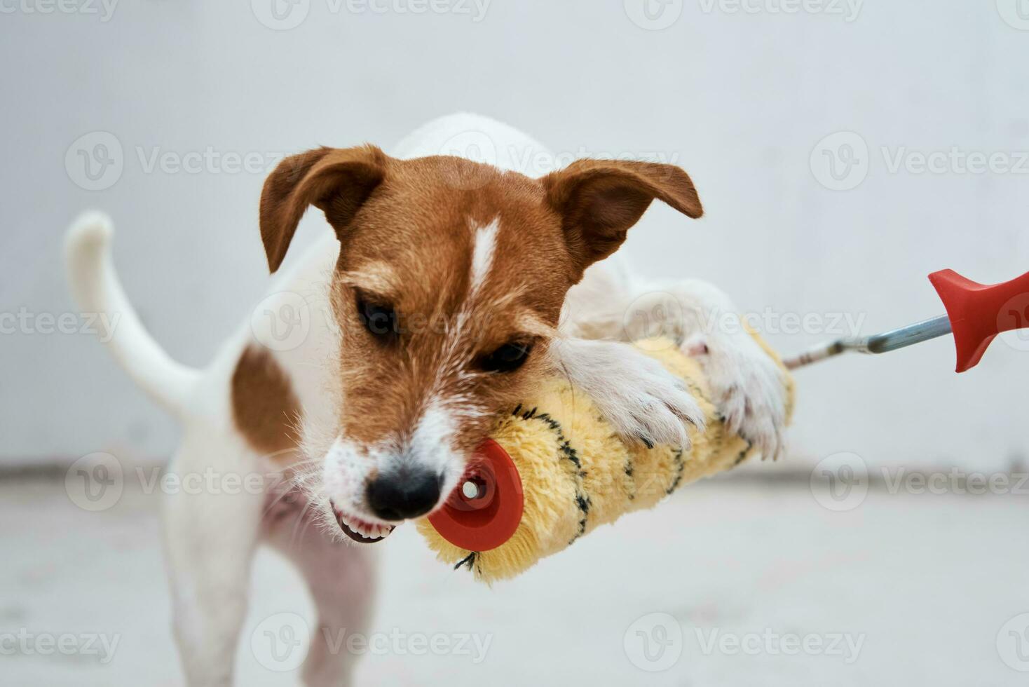 renovación concepto . perro Jack Russell terrier jugando con pintar rodillo en blanco habitación foto