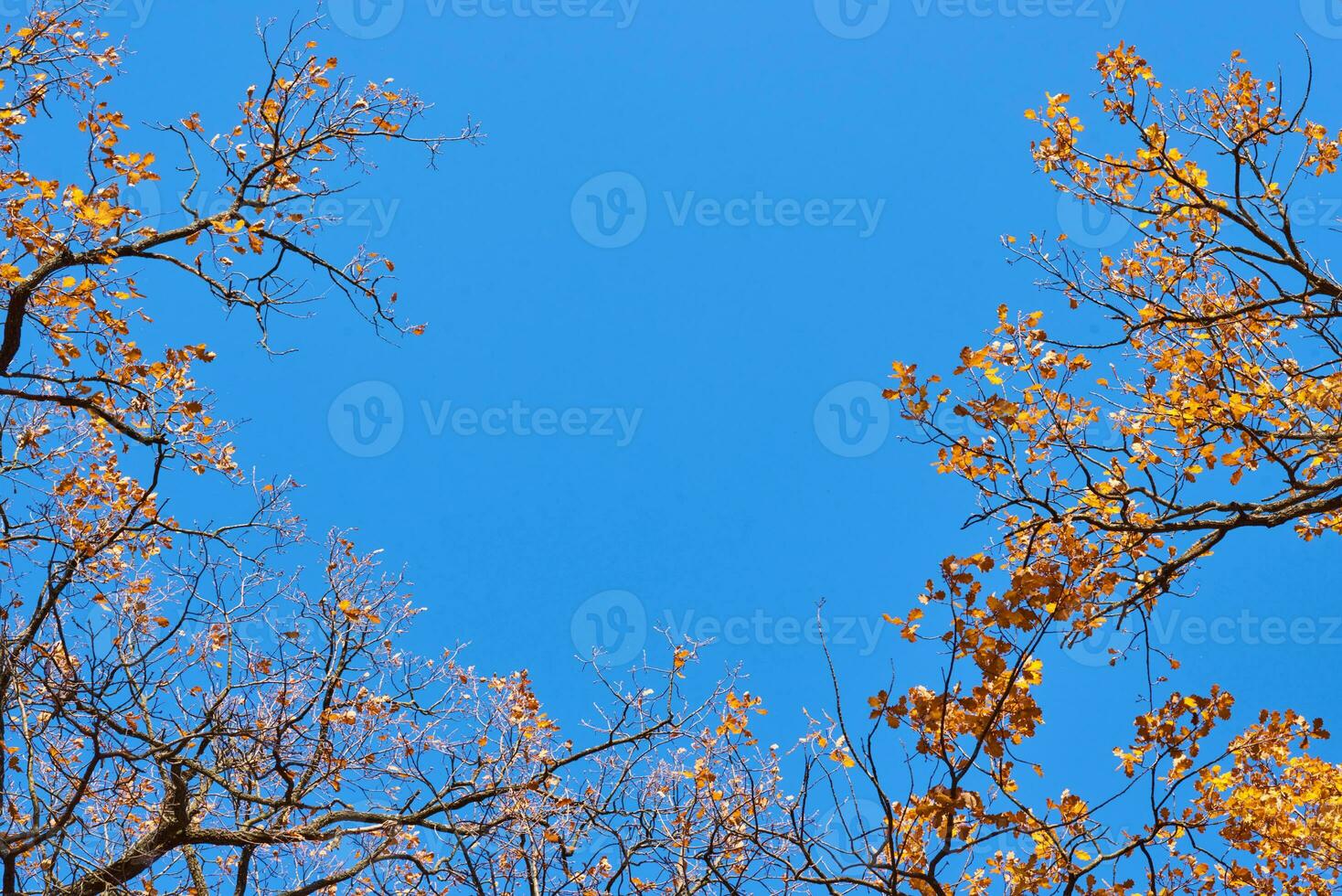 Autumn tree with a golden leaves against blue sky photo