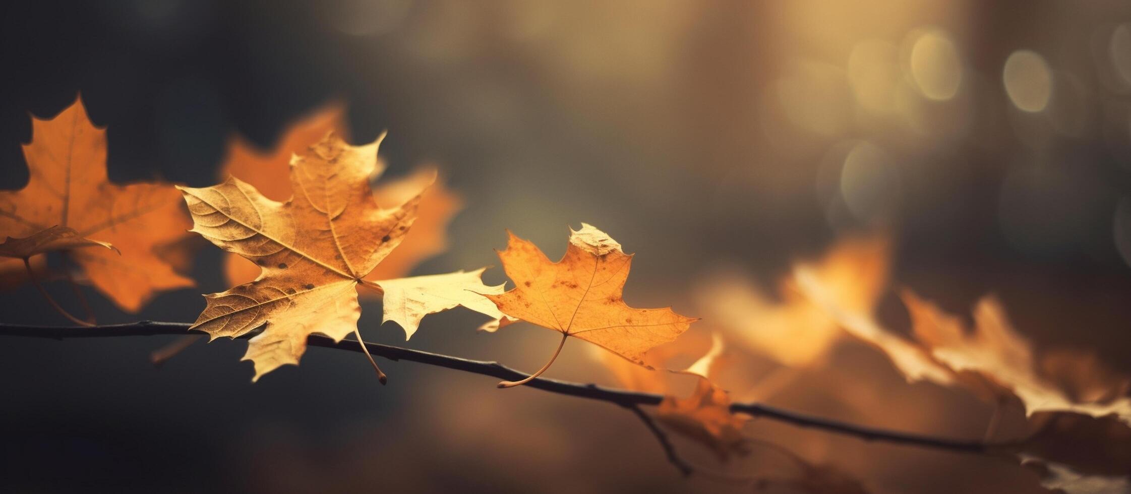Beautiful autumn leaves on blurred background. photo