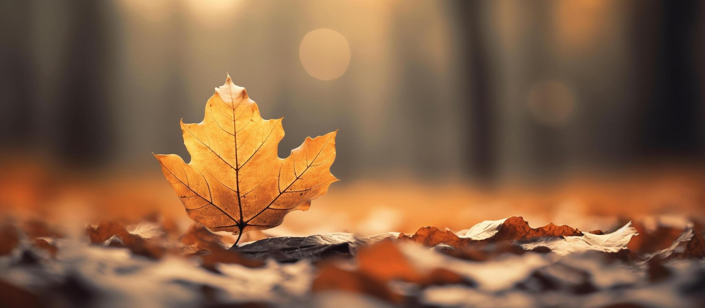 Beautiful autumn leaves on blurred background. photo