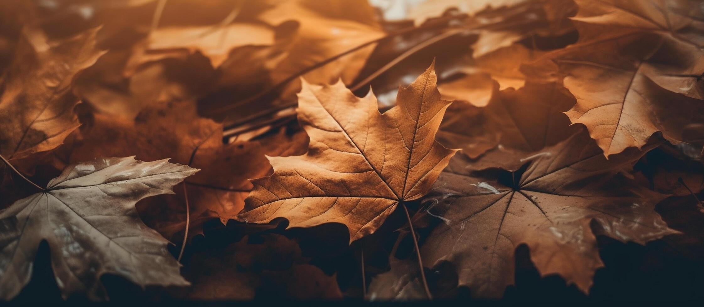 Beautiful autumn leaves on blurred background. photo