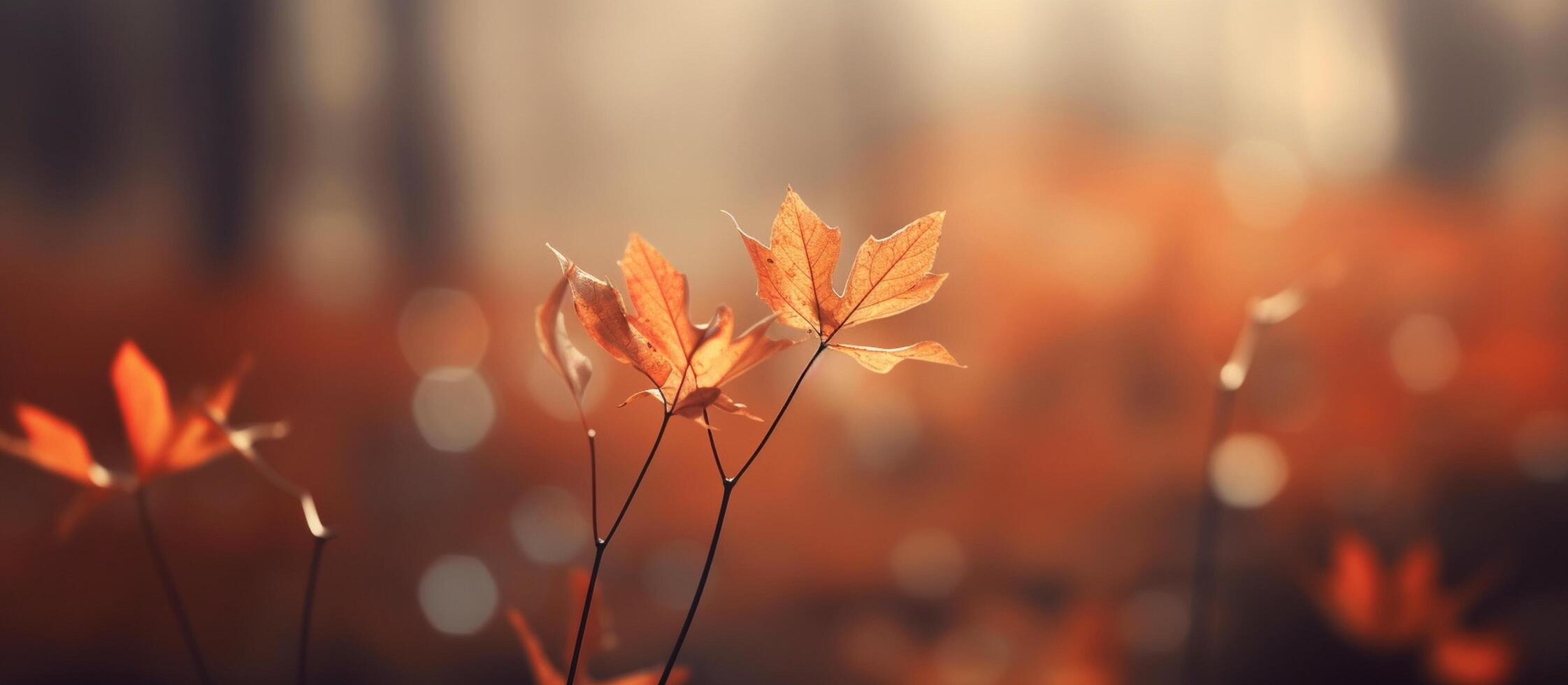 Beautiful autumn leaves on blurred background. photo