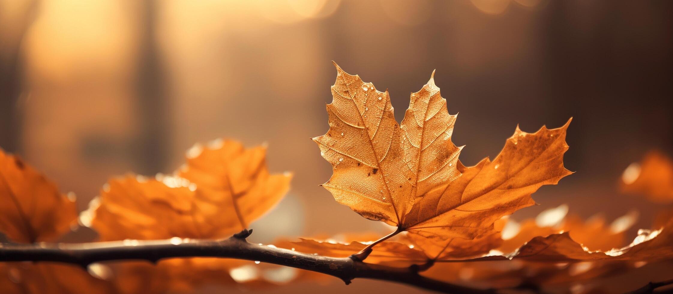 Beautiful autumn leaves on blurred background. photo