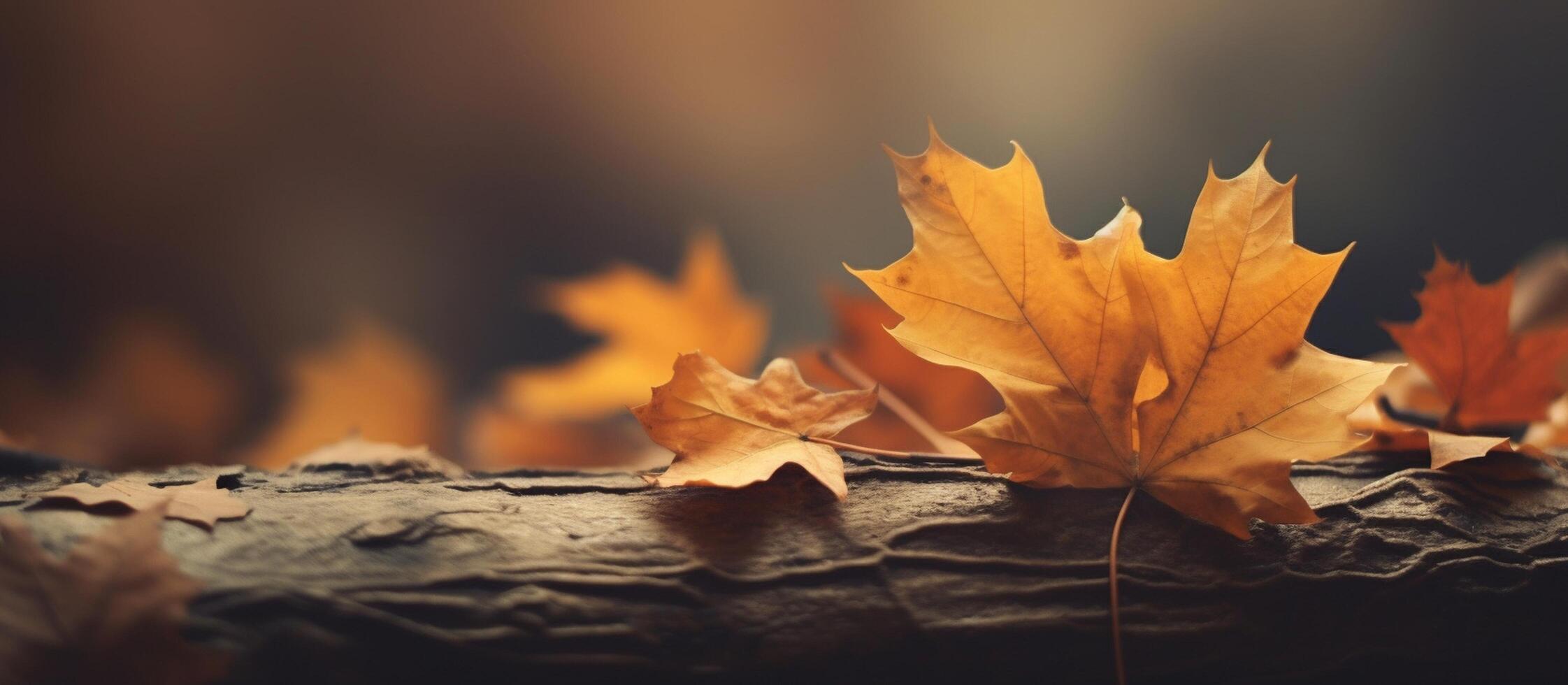 Beautiful autumn leaves on blurred background. photo