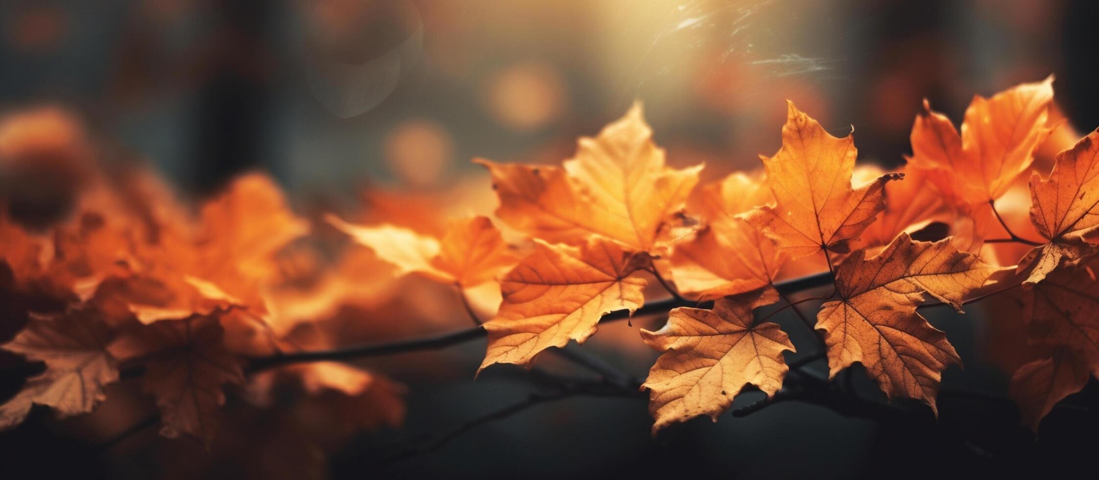 Beautiful autumn leaves on blurred background. photo