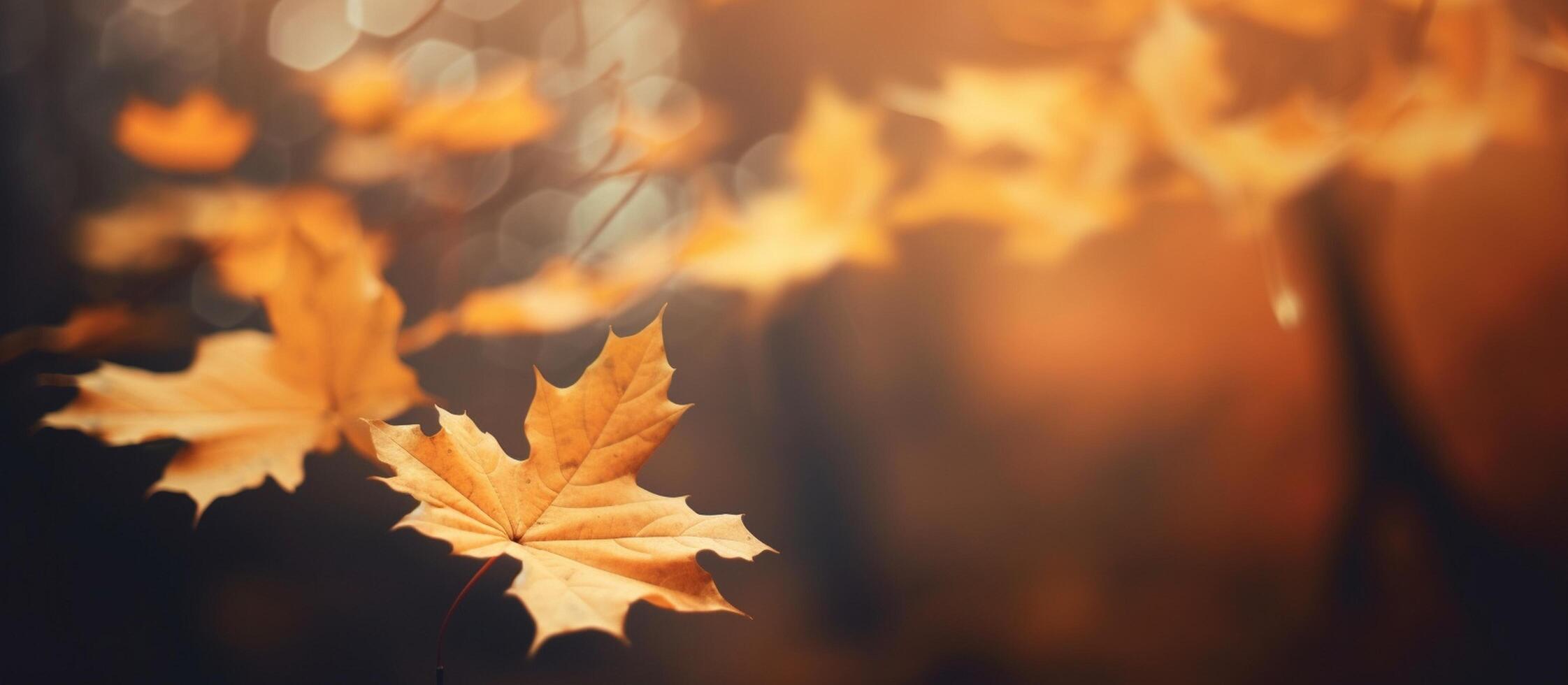 Beautiful autumn leaves on blurred background. photo