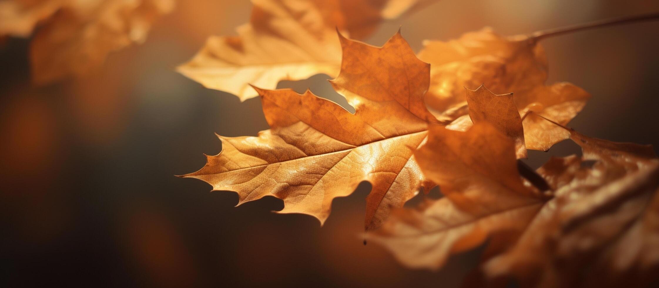 Beautiful autumn leaves on blurred background. photo