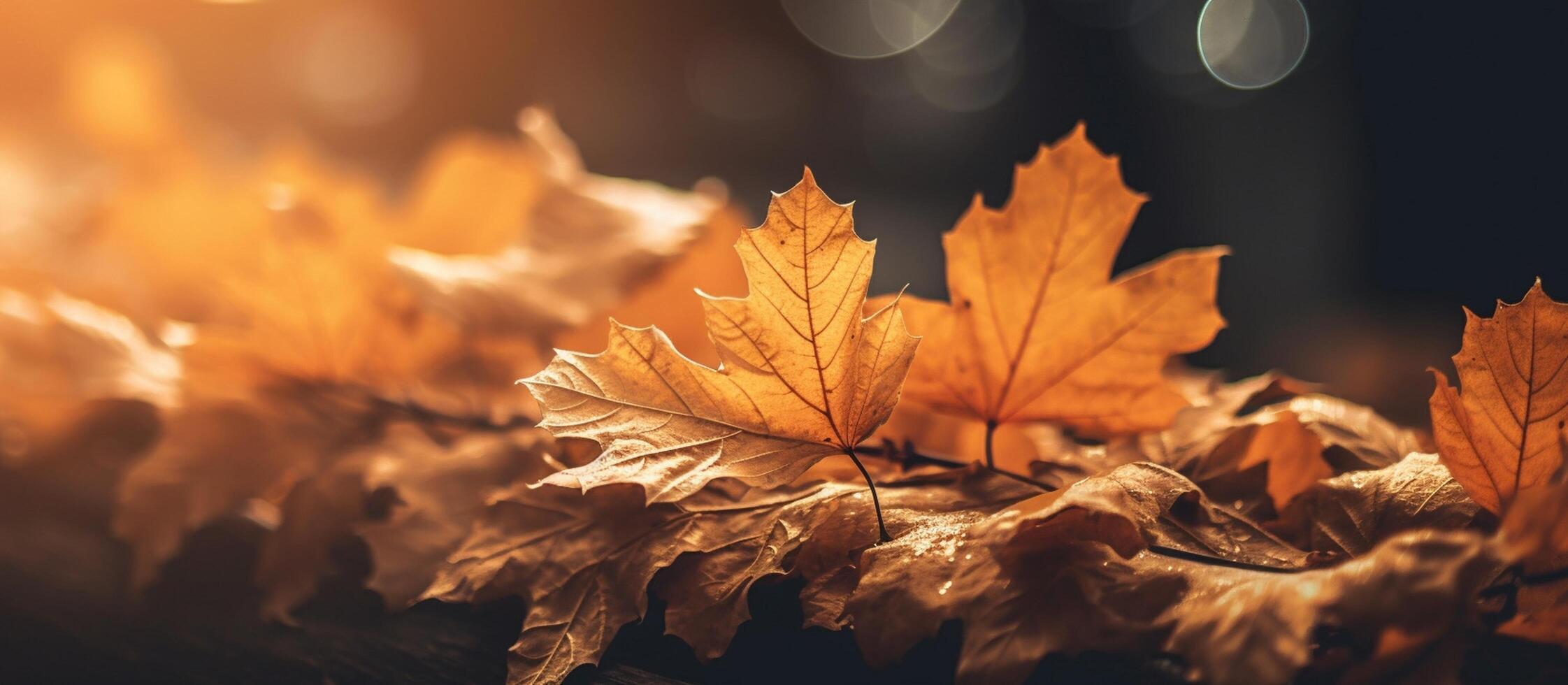 Beautiful autumn leaves on blurred background. photo