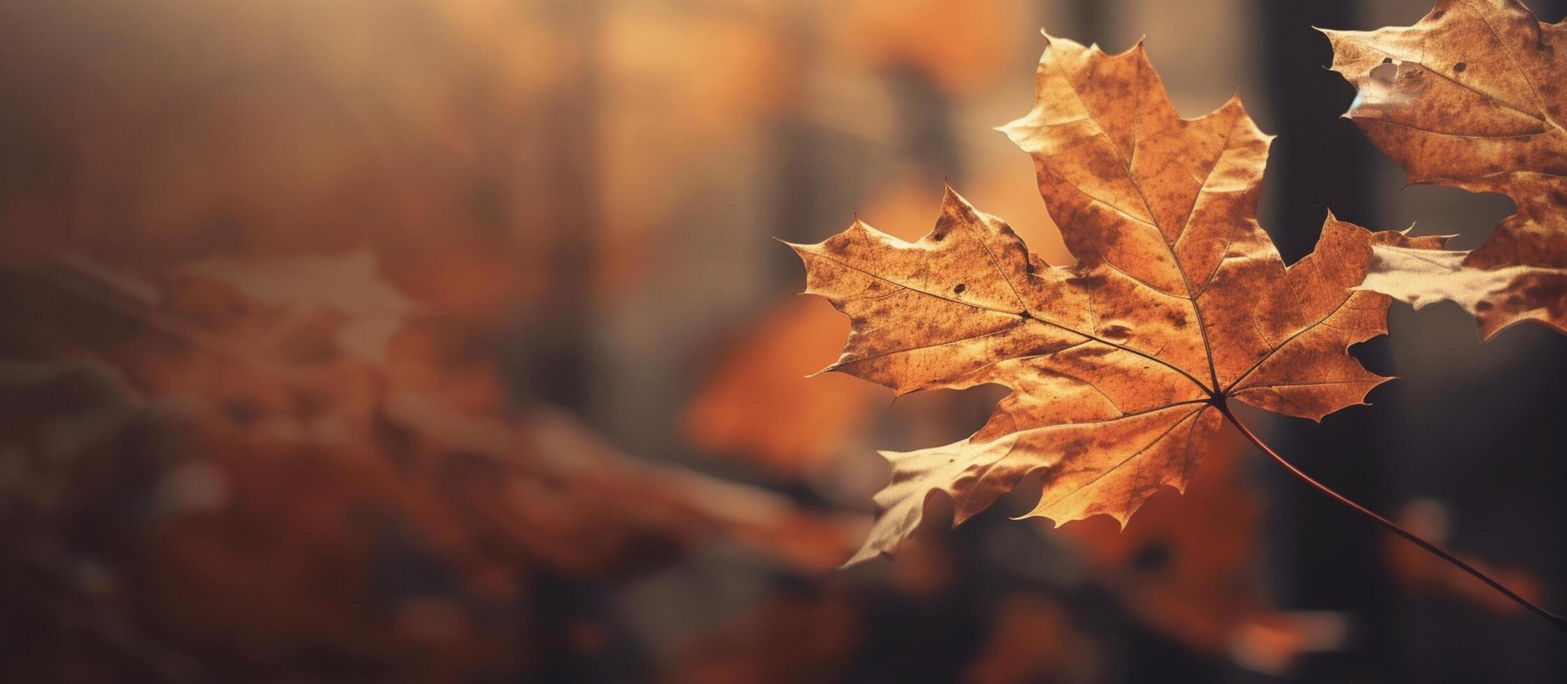 Beautiful autumn leaves on blurred background. photo