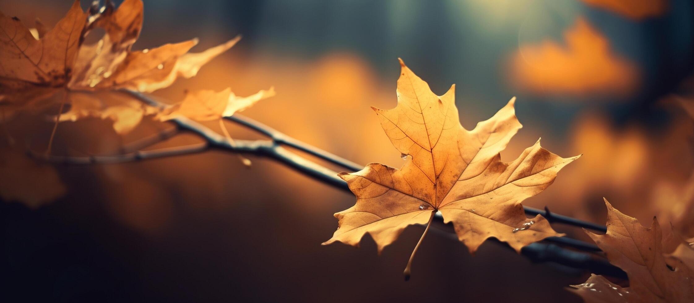 Beautiful autumn leaves on blurred background. photo