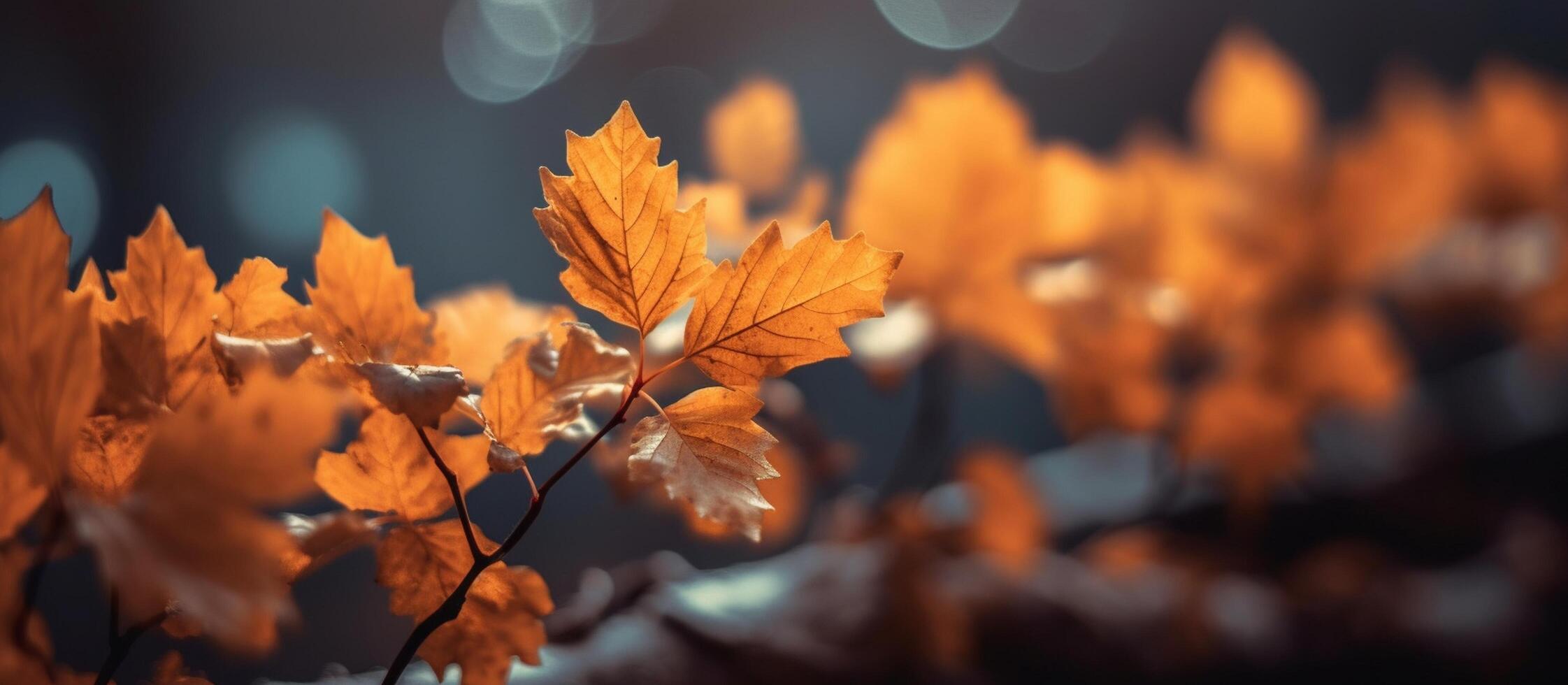 Beautiful autumn leaves on blurred background. photo