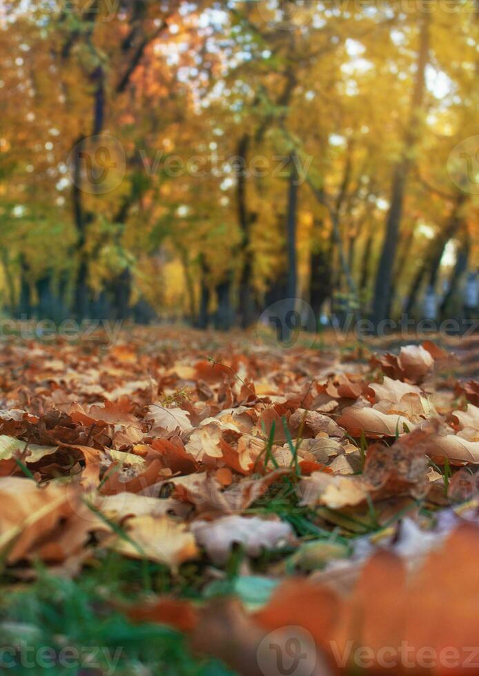 amarillo, naranja y marrón hojas en verde césped, detrás arboles otoño parque foto