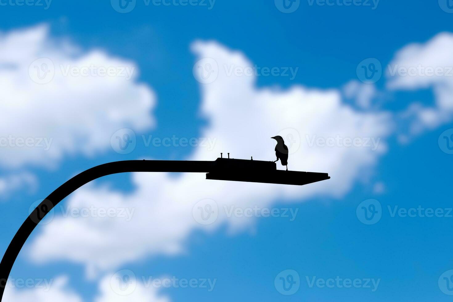 Black silhouette of crow bird, thrush on street lantern against sky with clouds photo