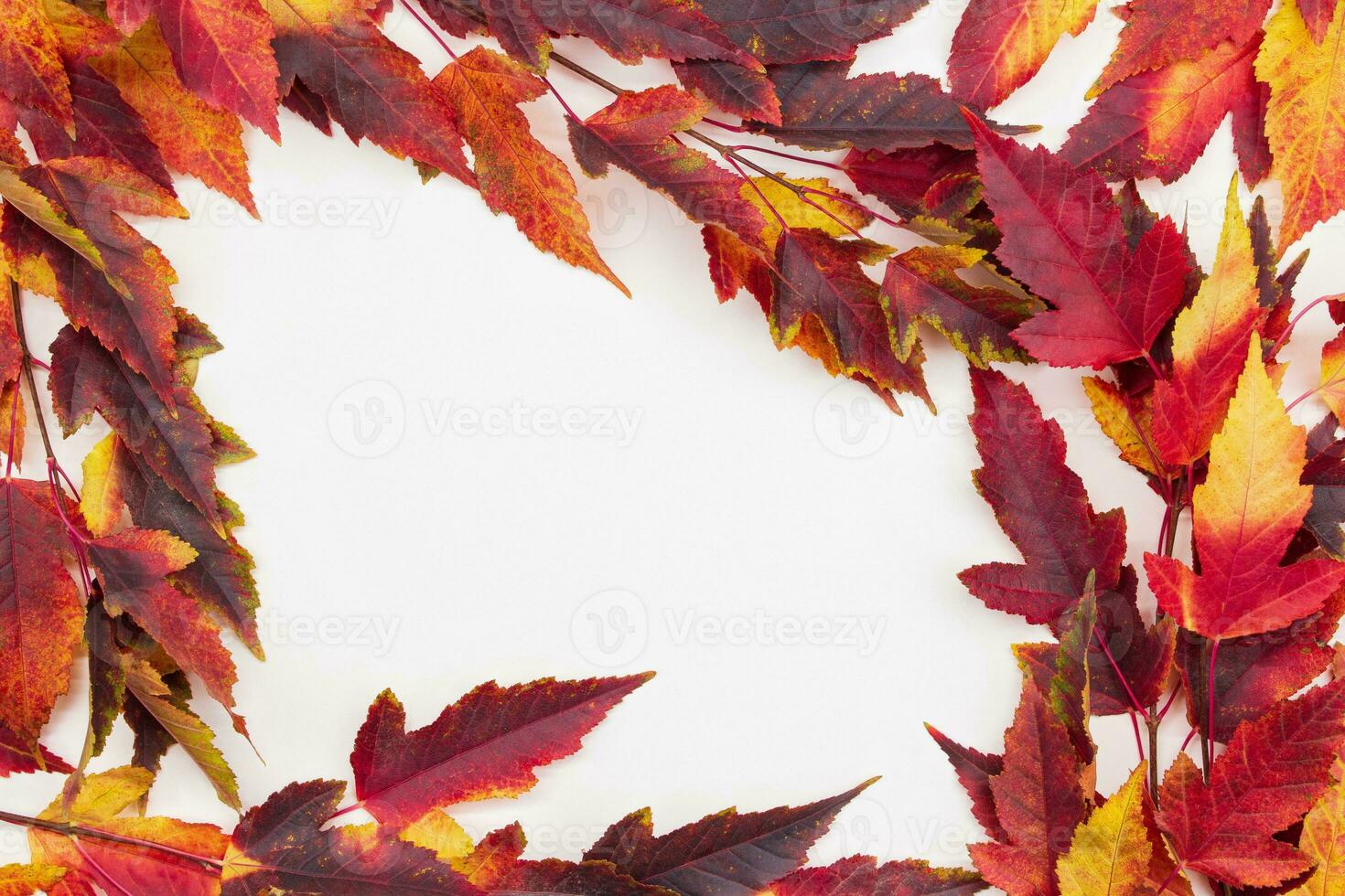 Red rowan leaves, foliage on white isolated background. Autumn frame. Copy space photo