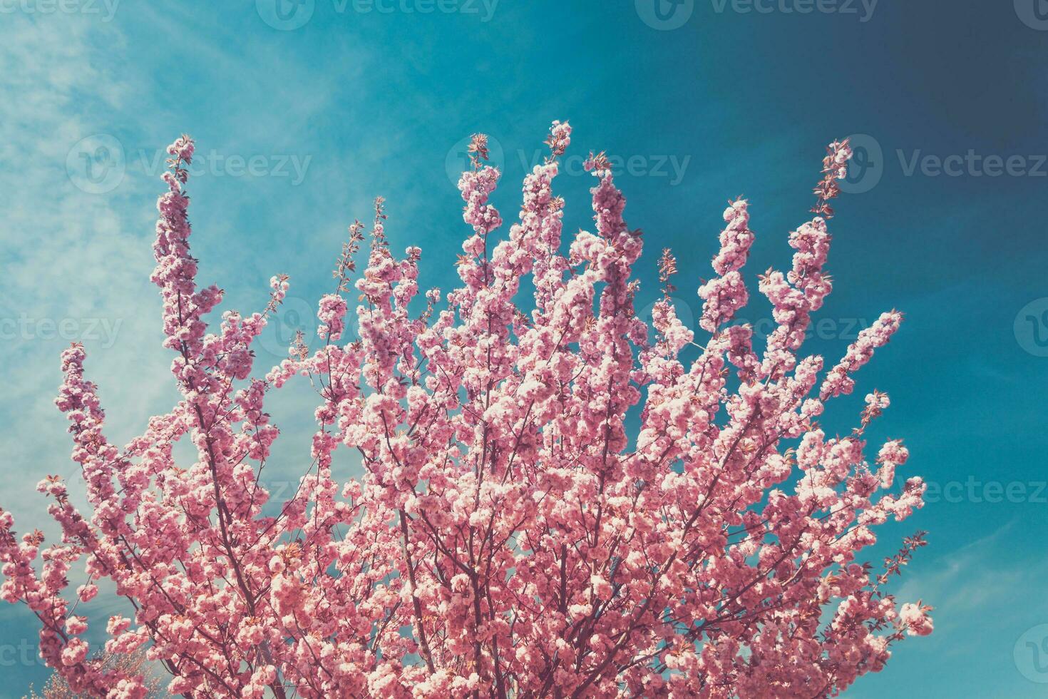 Pink blossom of cherry tree photo