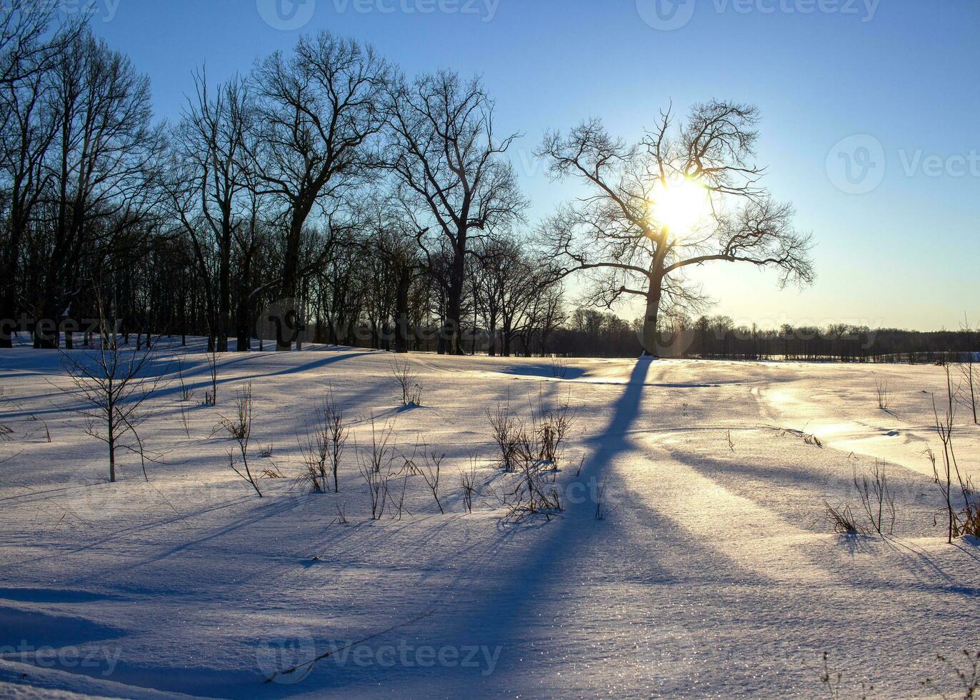Sunset in winter. The sun in the branches of a tree. Shiny snow photo