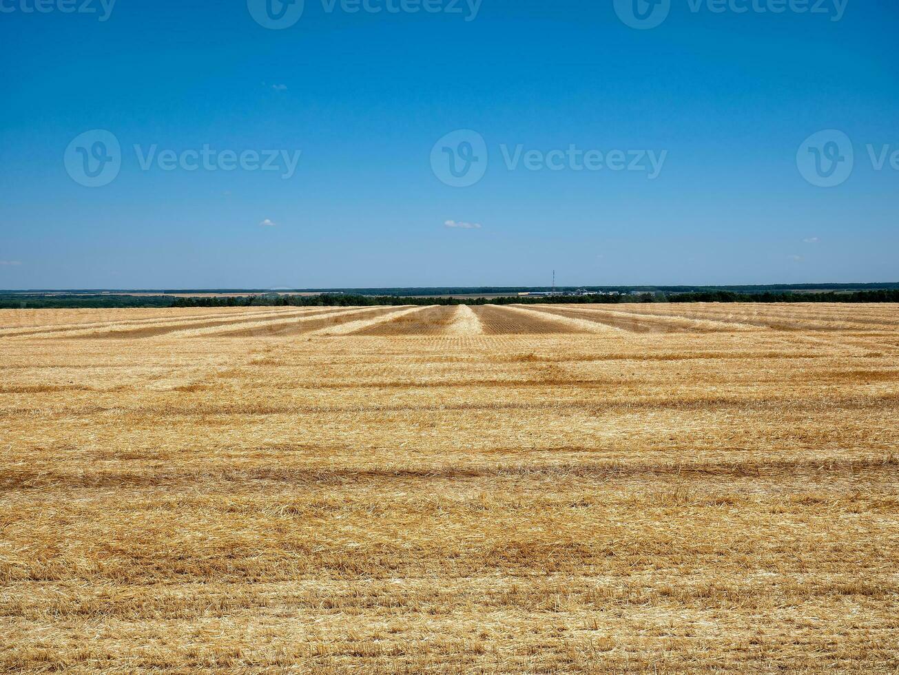 campo de segado maduro trigo después cosecha en contra un azul cielo en soleado día. creciente grano cultivos en el campos de eco-granja foto