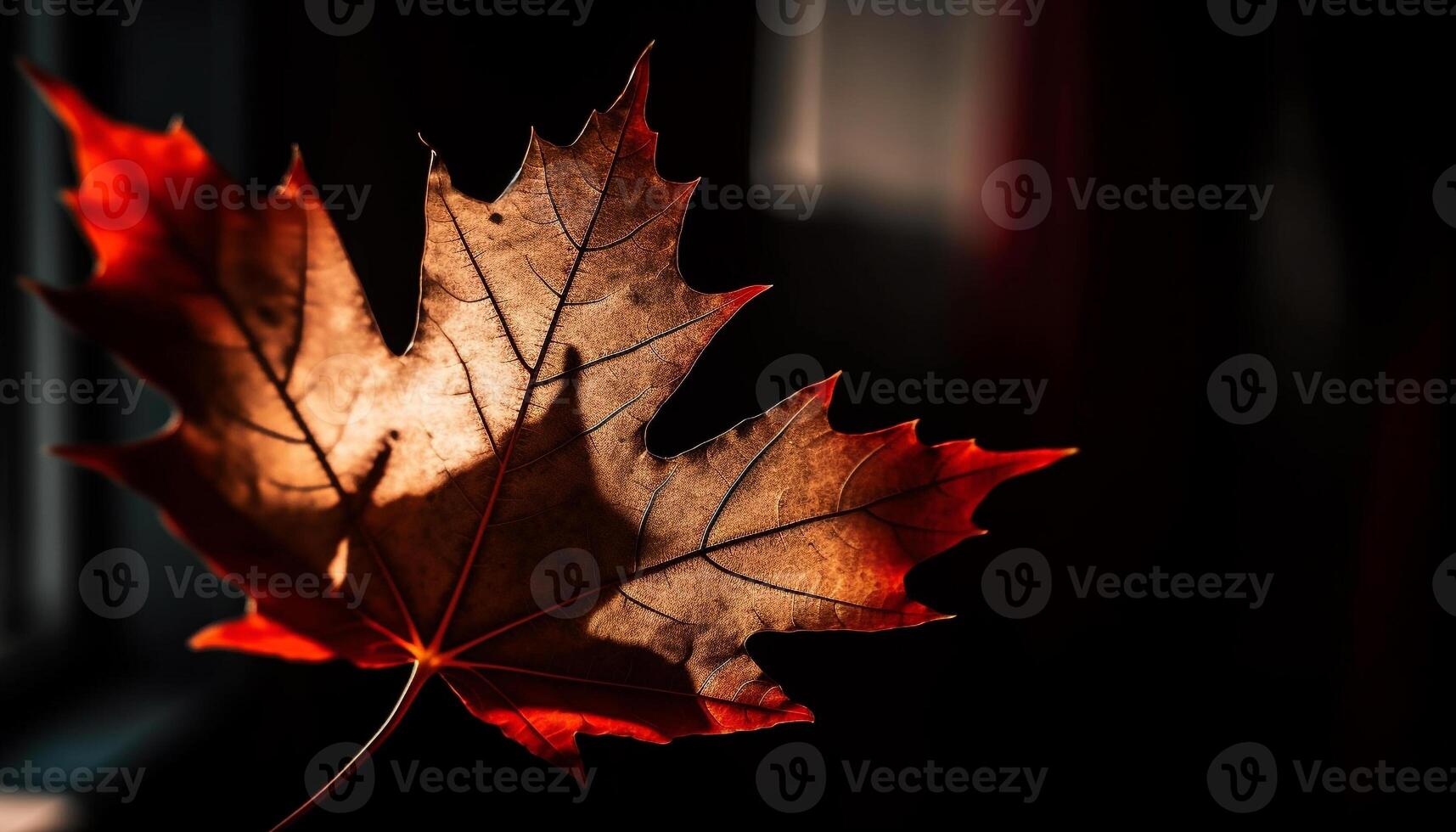 Vibrant maple leaf, gold and orange colors photo
