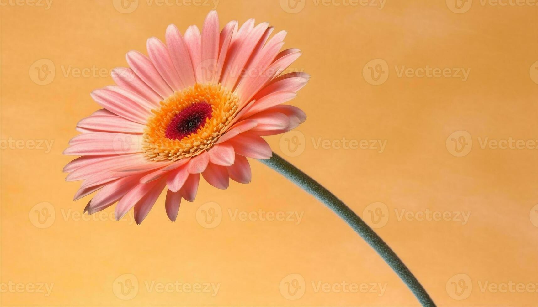 vibrante gerbera margarita florecer, un símbolo de amor y fragilidad generado por ai foto