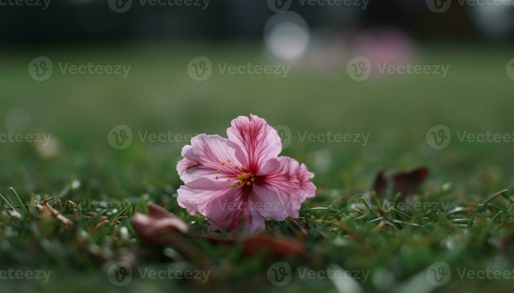 Vibrant cosmos blossom in summer meadow scene generated by AI photo