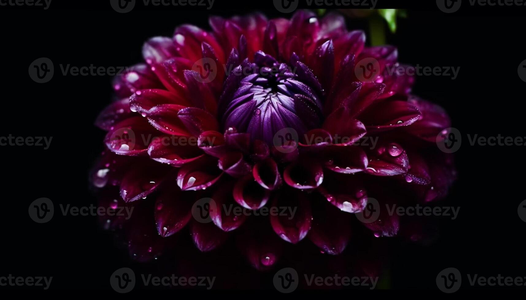 Vibrant dahlia blossom, wet with dew, on black background generated by AI photo