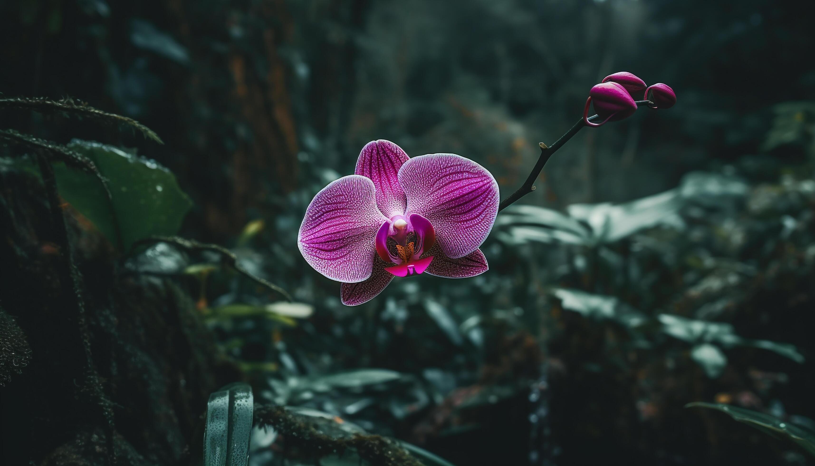 Rainforest Orchids