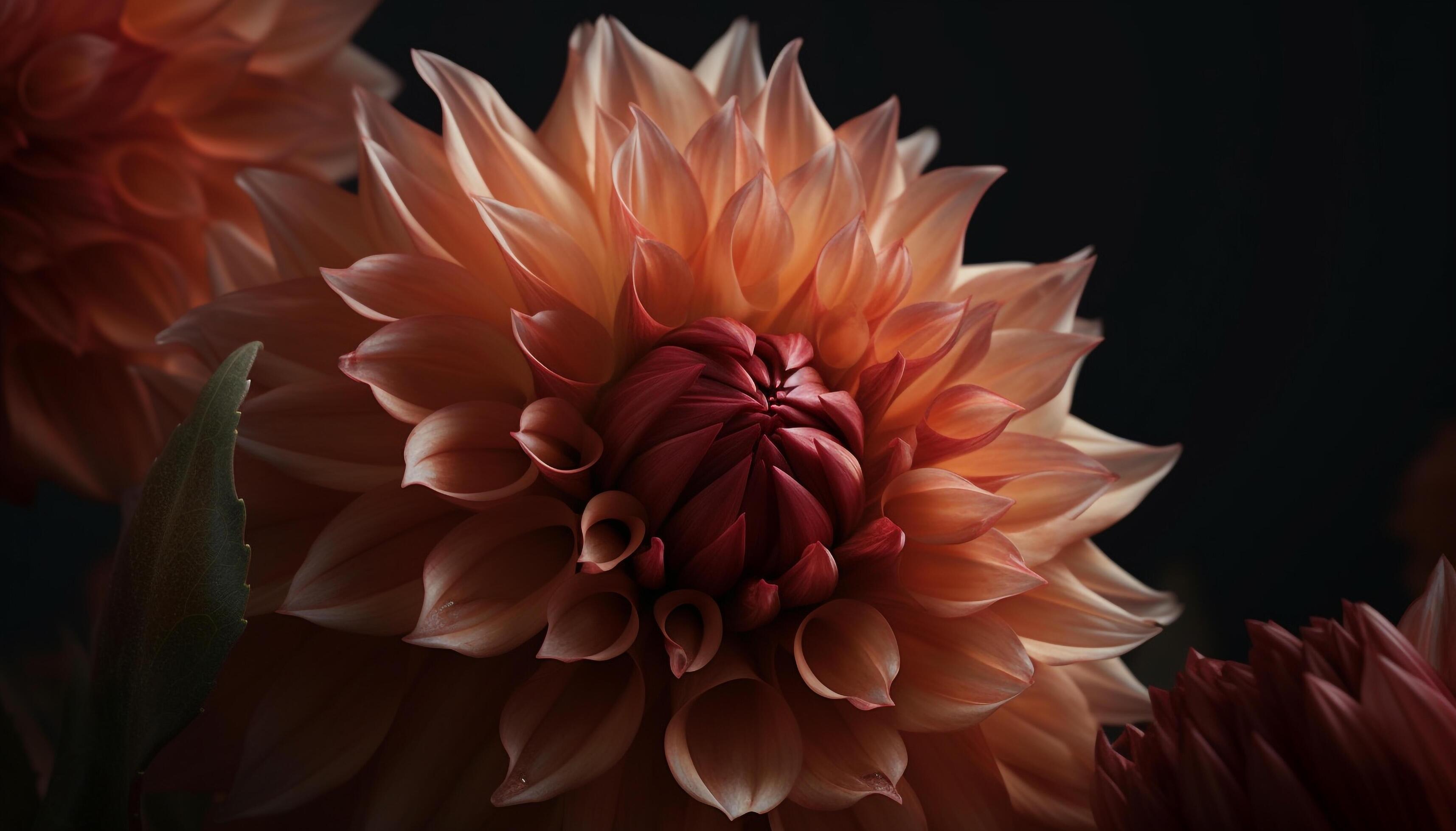 Vibrant petals of a dahlia, wet with dew, symbolize love generated by