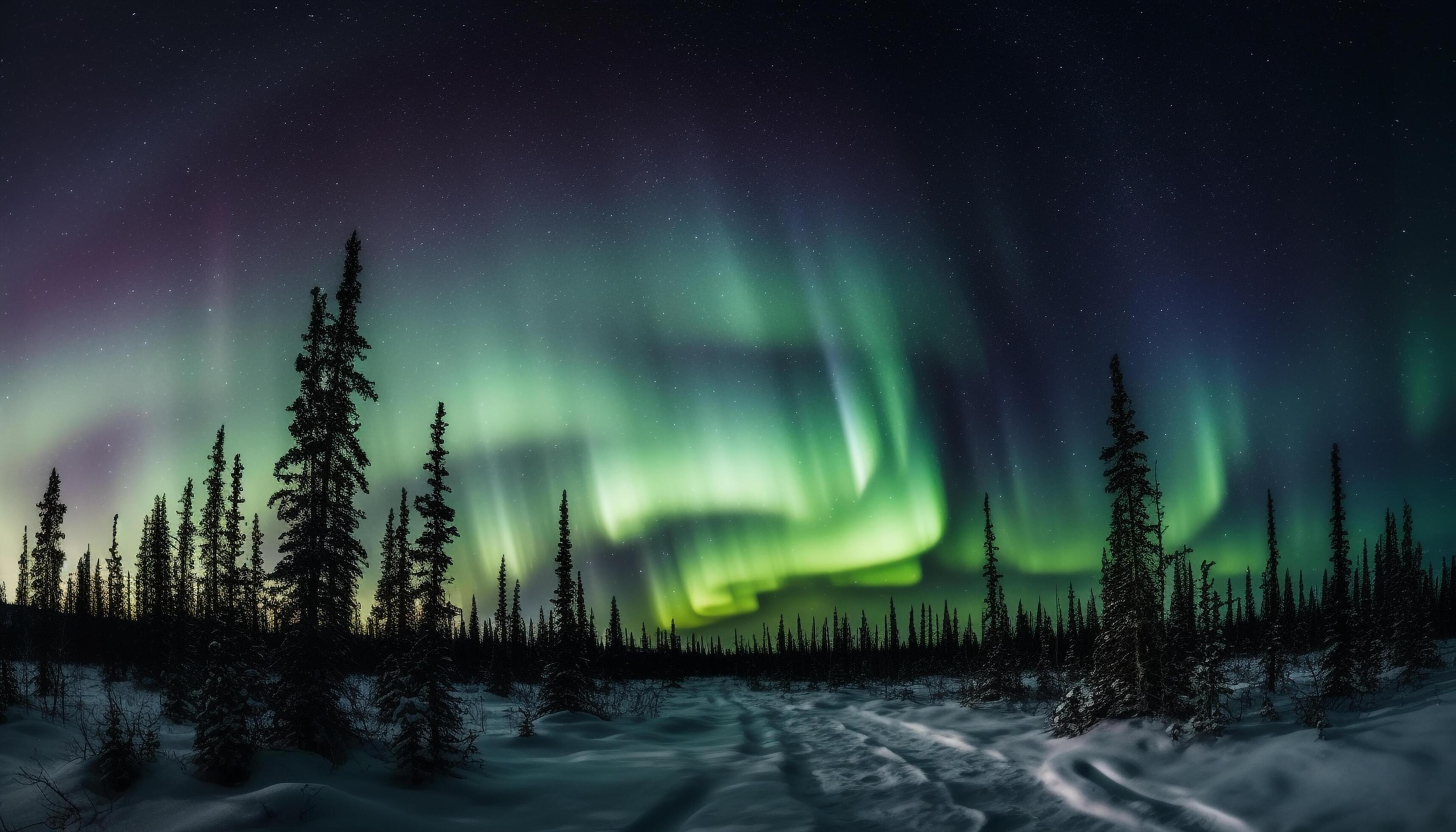 Silhouette of coniferous trees illuminated by aurora in polar climate ...