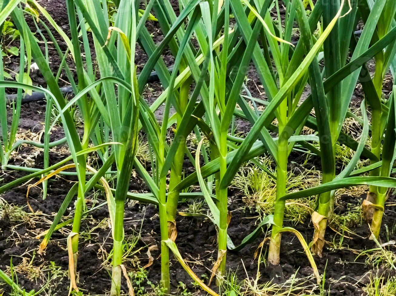 ajo crece en el jardín cama. agrícola campo con varios filas de ajo. foto