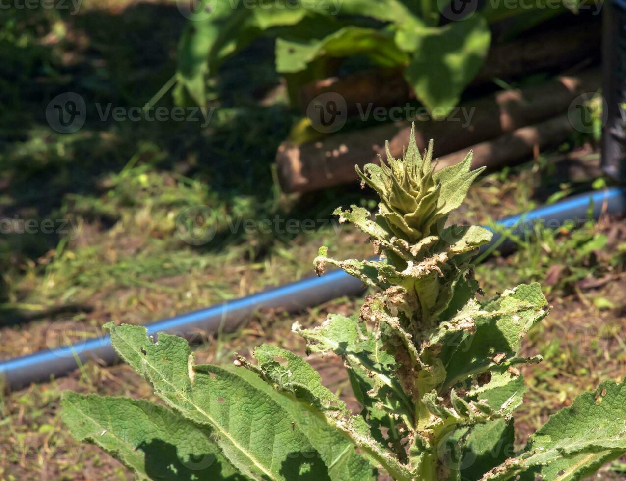 Verbascum thapsus, the great mullein or greater mullein. The plant is getting ready to flower. photo