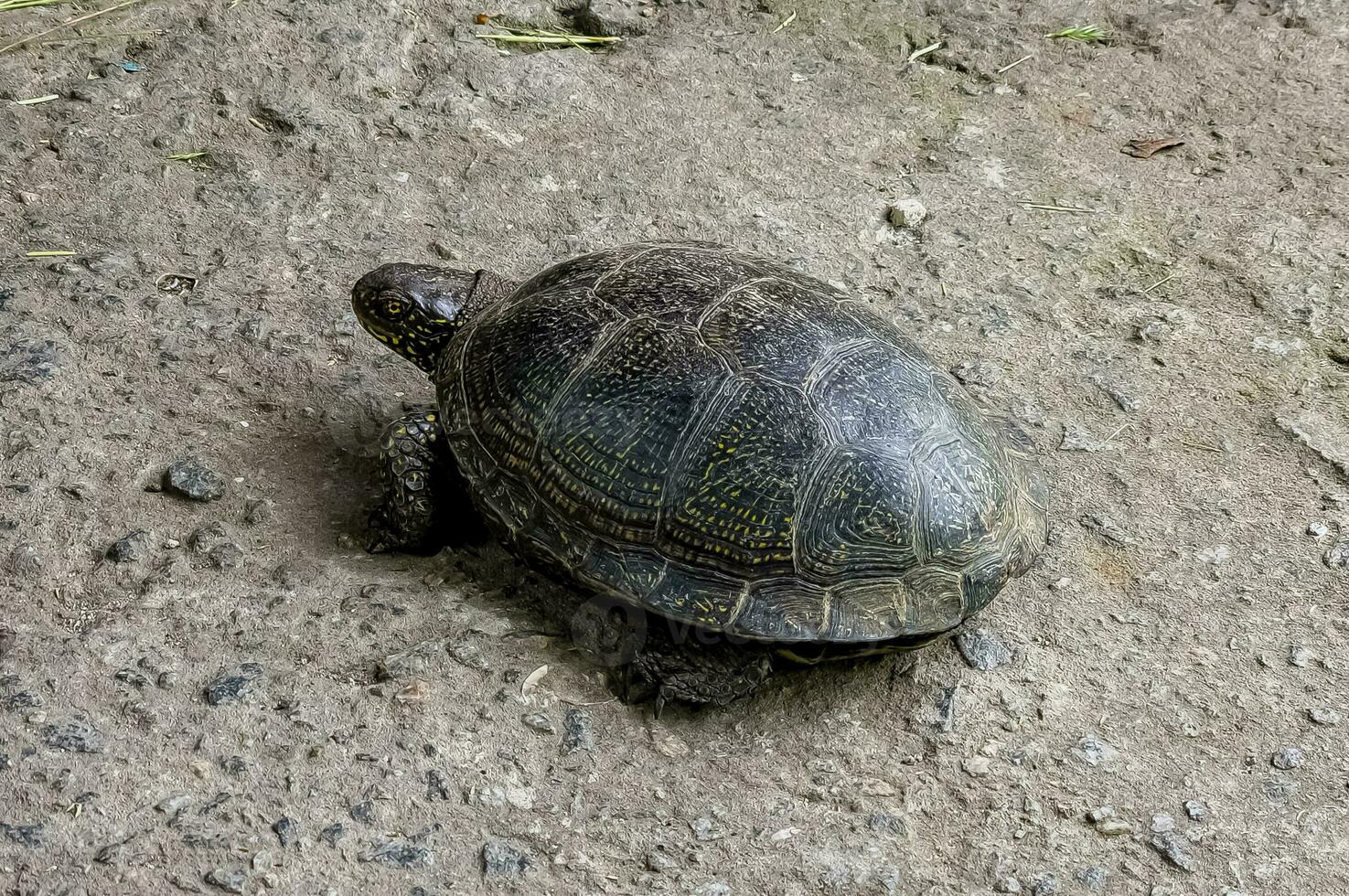 European pond turtle Emys orbicularis. Close-up of a river turtle basking in the sun. Summer, sunny day, close-up photo