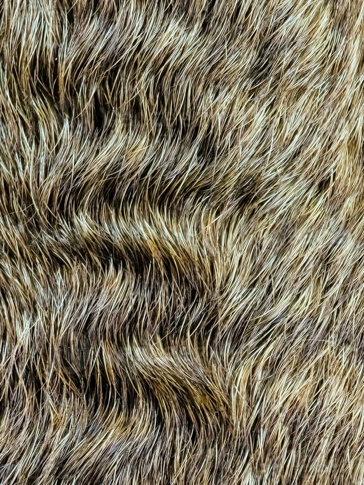 Background from dog hair. Fawn dog background. The coat of a dog with curly hairs. photo