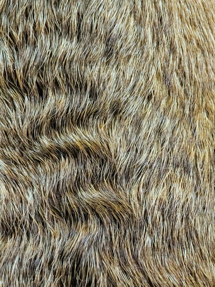 Background from dog hair. Fawn dog background. The coat of a dog with curly hairs. photo