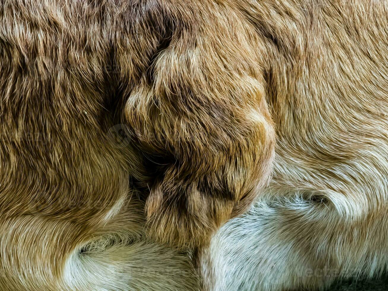 Close-up of the tail of a healthy purebred French Bulldog. A naturally broken tail is a sign of the breed. Content for veterinary clinics. photo