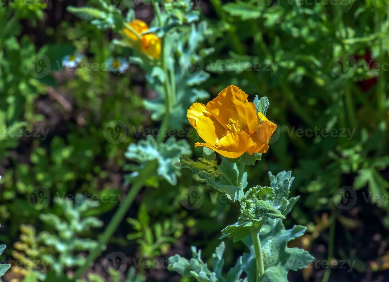 glaucio sabor, amarillo con cuernos amapola, papaveráceas. salvaje planta enumerado en el rojo libro. foto