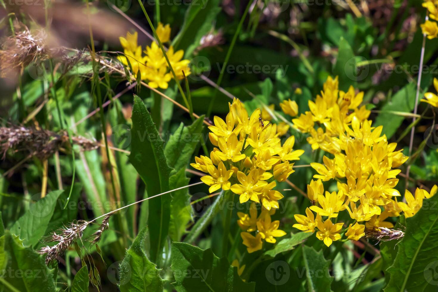 The yellow Allium moly blooms in the garden in June. Allium moly L, also known as yellow garlic, golden garlic and lily leek, Is a species of flowering plant in the genus Allium. photo