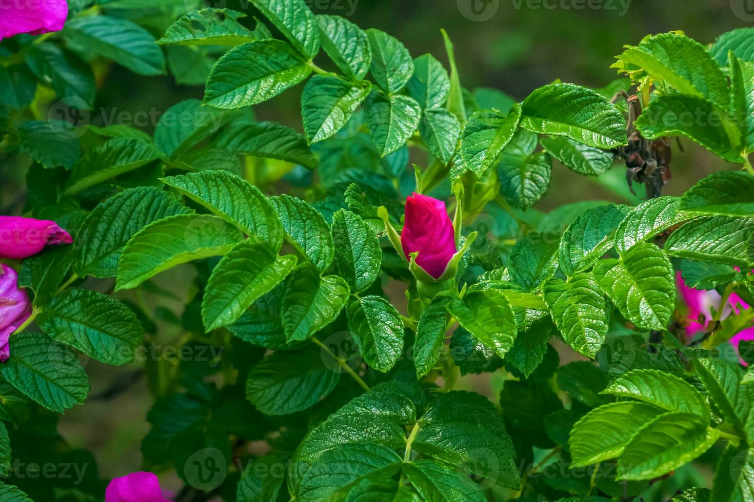 rosado Rosa rugosa.blooming rosa rugosa. japonés Rosa. verano flores.verde hojas y rosado flores foto