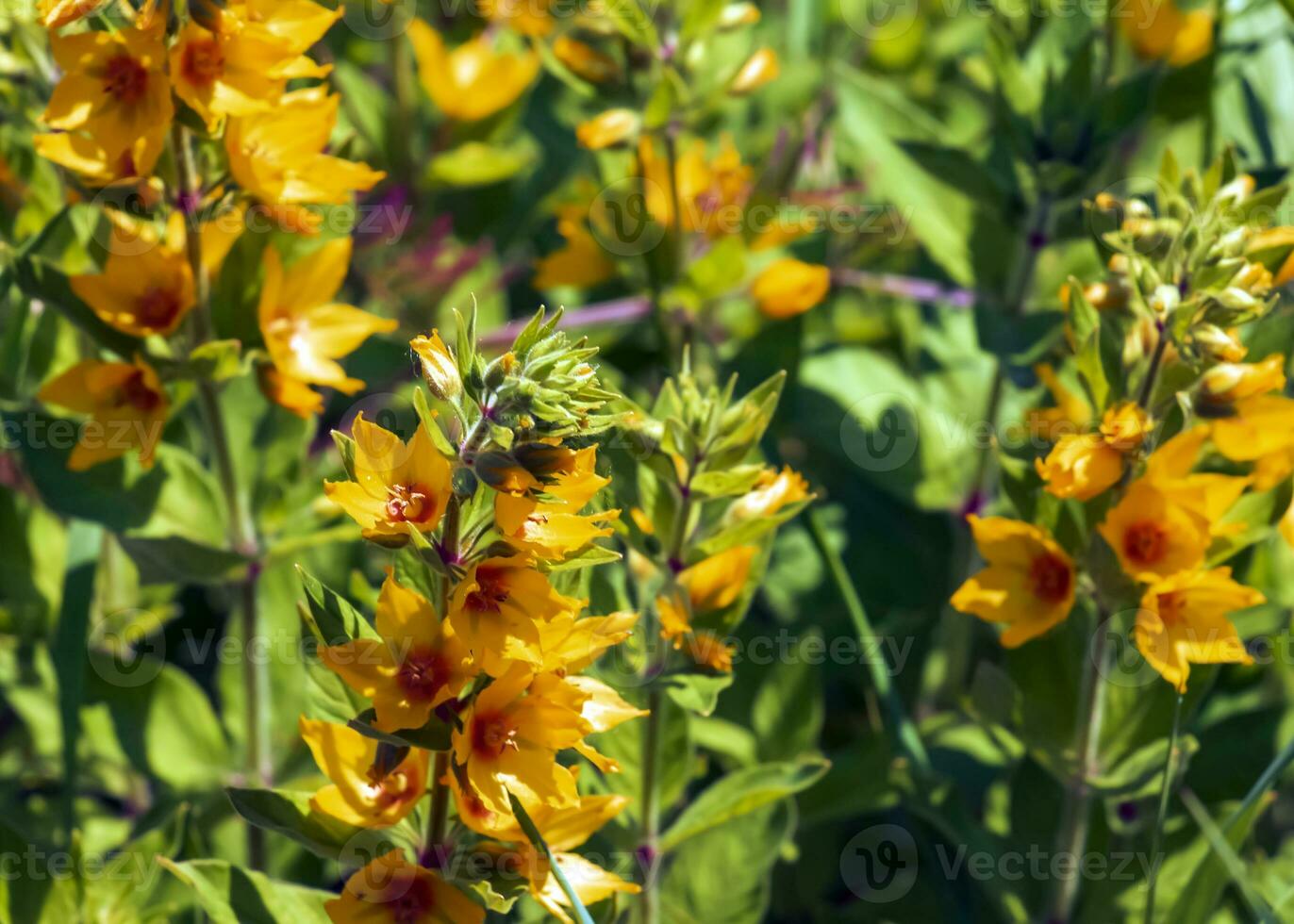Beautiful Yellow Perennial Flowers Of Lysimachia Punctata Grow In Summer Garden. photo