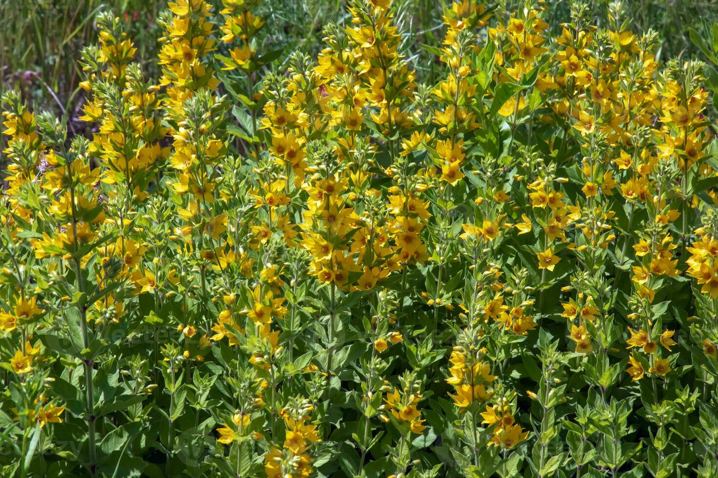 Beautiful Yellow Perennial Flowers Of Lysimachia Punctata Grow In Summer Garden. photo