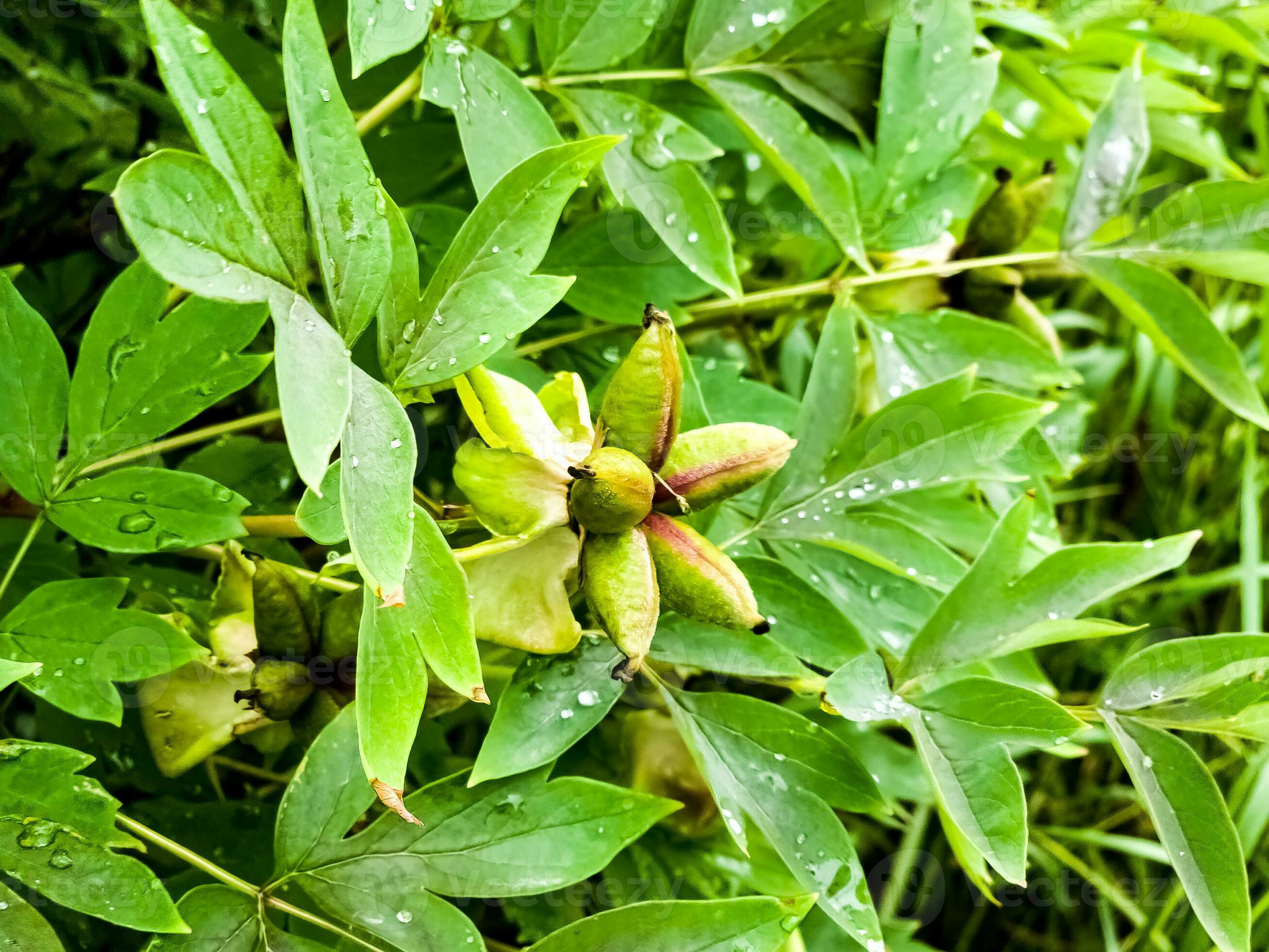 Paeonia suffruticosa seeds in stars. Peony flower tree seeds on a blurred  background. Peony, a symbol of a semi-shrub in Chinese culture. Seeds of  the national flower of China. Gardening, floriculture 20222408