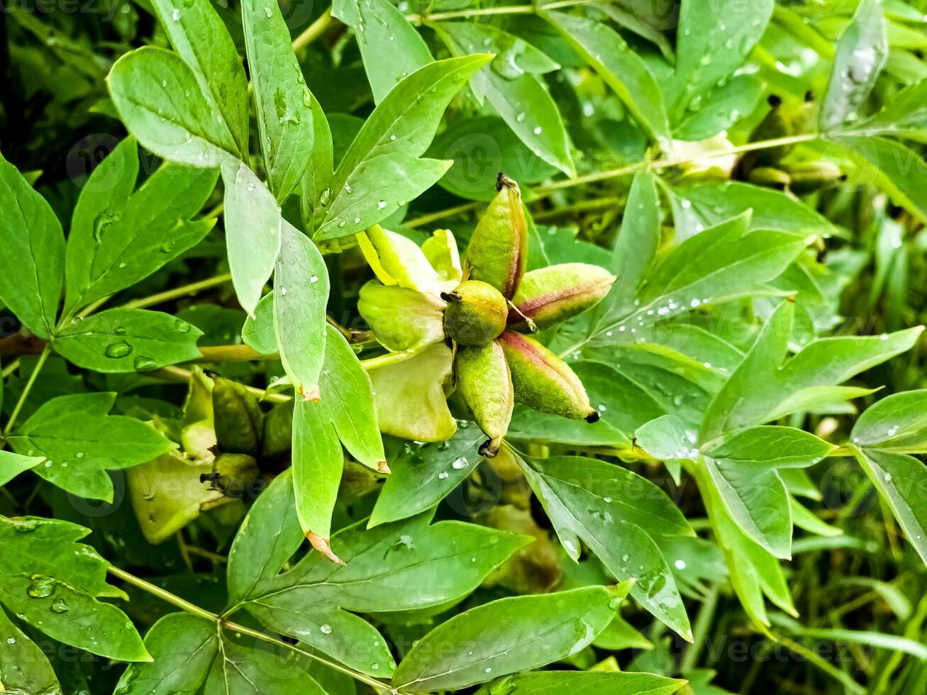 Seeds of tree peony flower. Green leaves background. photo