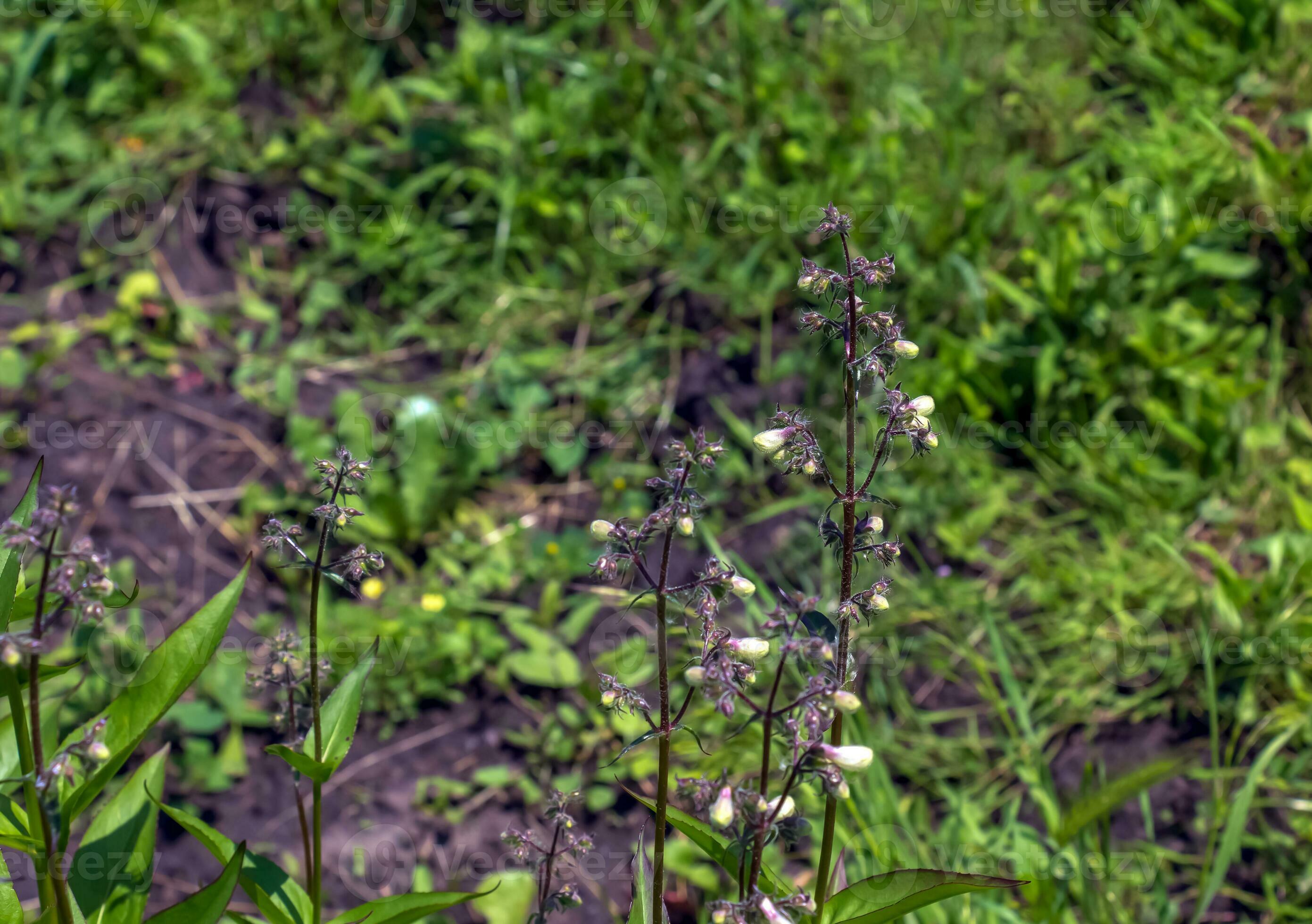 penstemon-frutescens-grows-on-stony-soil-inflorescences-of-delicate