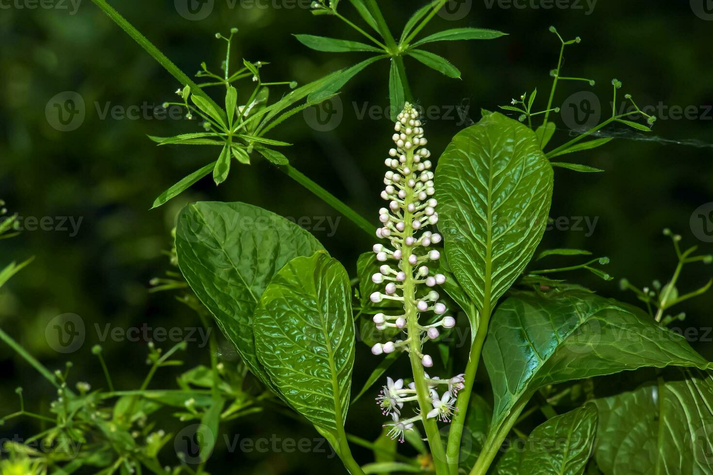 Phytolacca americana L, also known as American pokeweed, poke sallet, dragonberries, and inkberry, is a poisonous, herbaceous perennial plant in the family Phytolaccaceae. photo