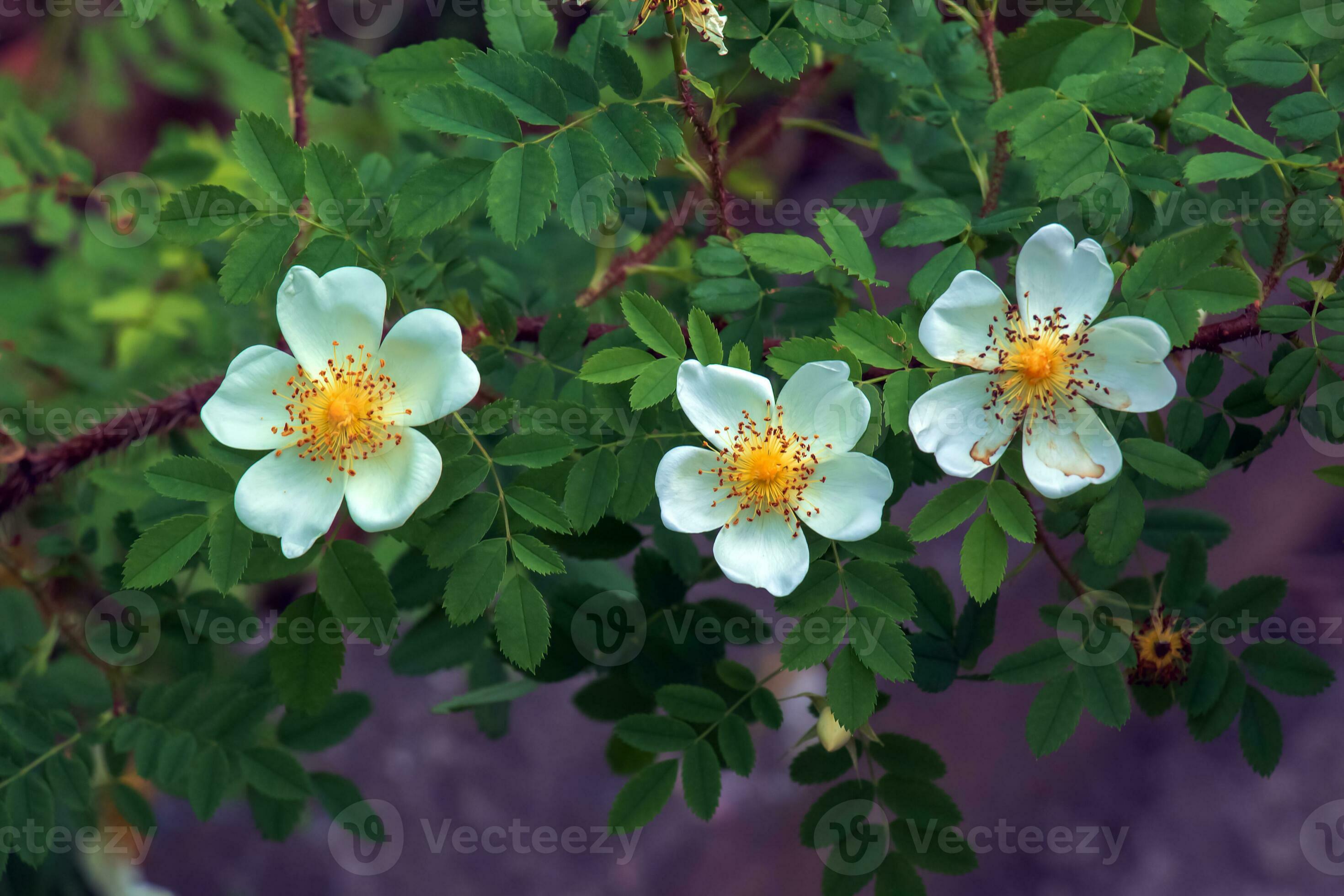Rosa spinosissima L, Rosa pimpinellifolia, the rosehip bush grows and