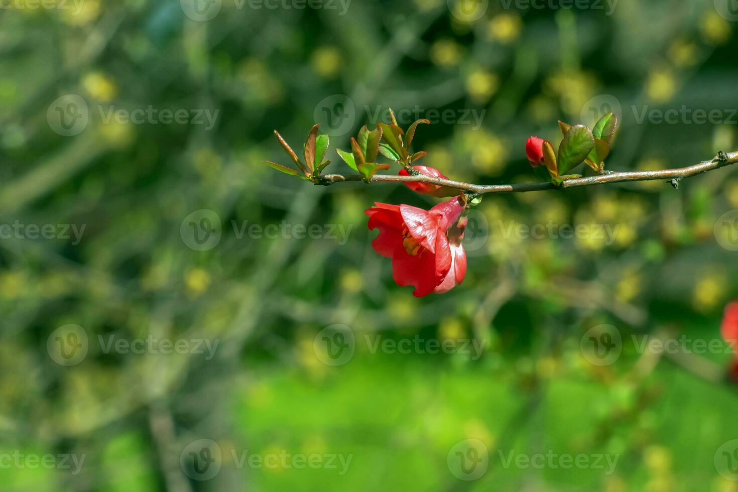 Japanese ornamental quince in Latin Chaenomeles blooms in the garden with red flowers. photo